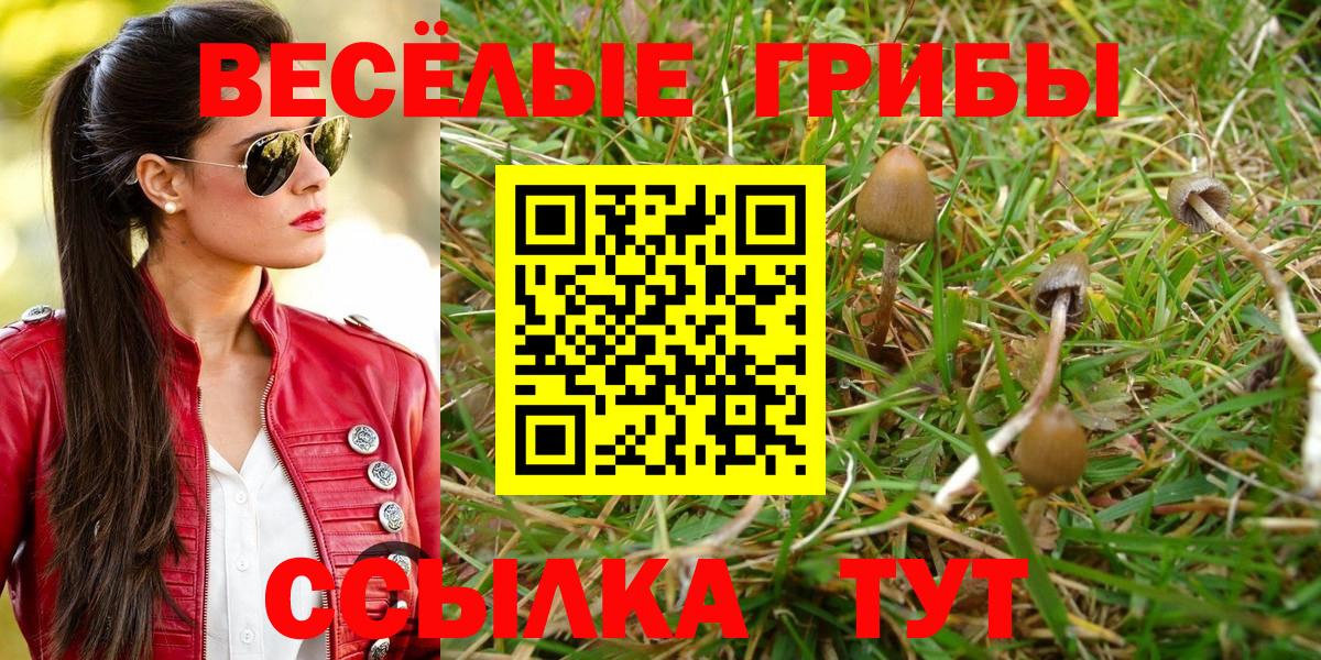 Псилоцибиновые грибы Psilocybe  как найти наркотики  Гудермес 